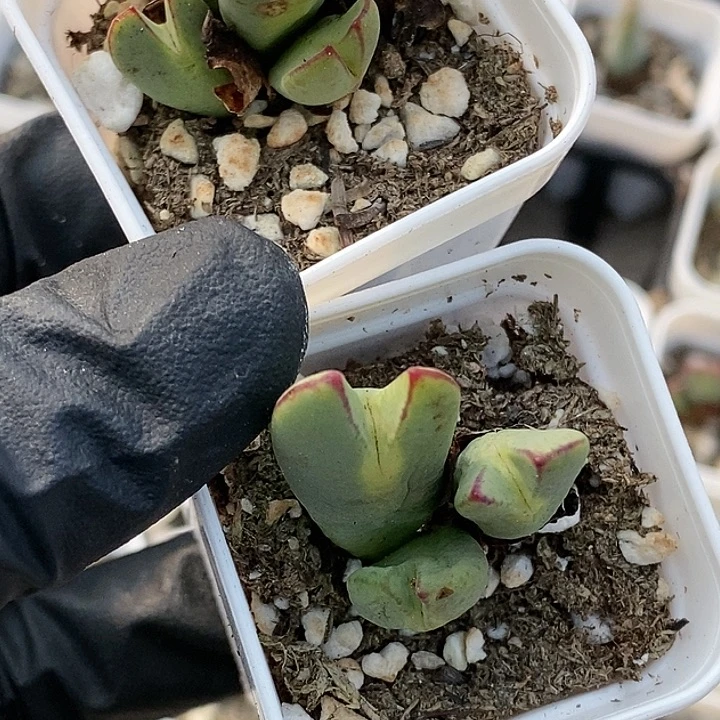 桃喜花园少将四颗带盆发