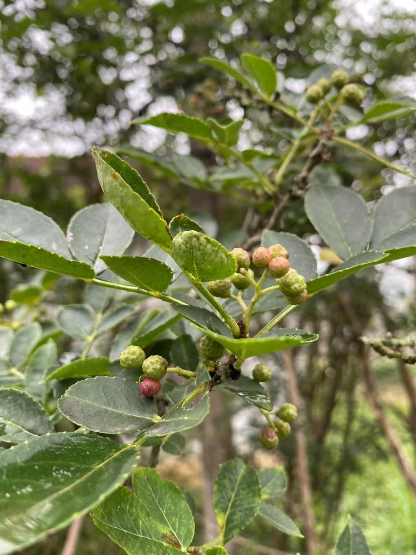 湖北农村新鲜花椒包邮