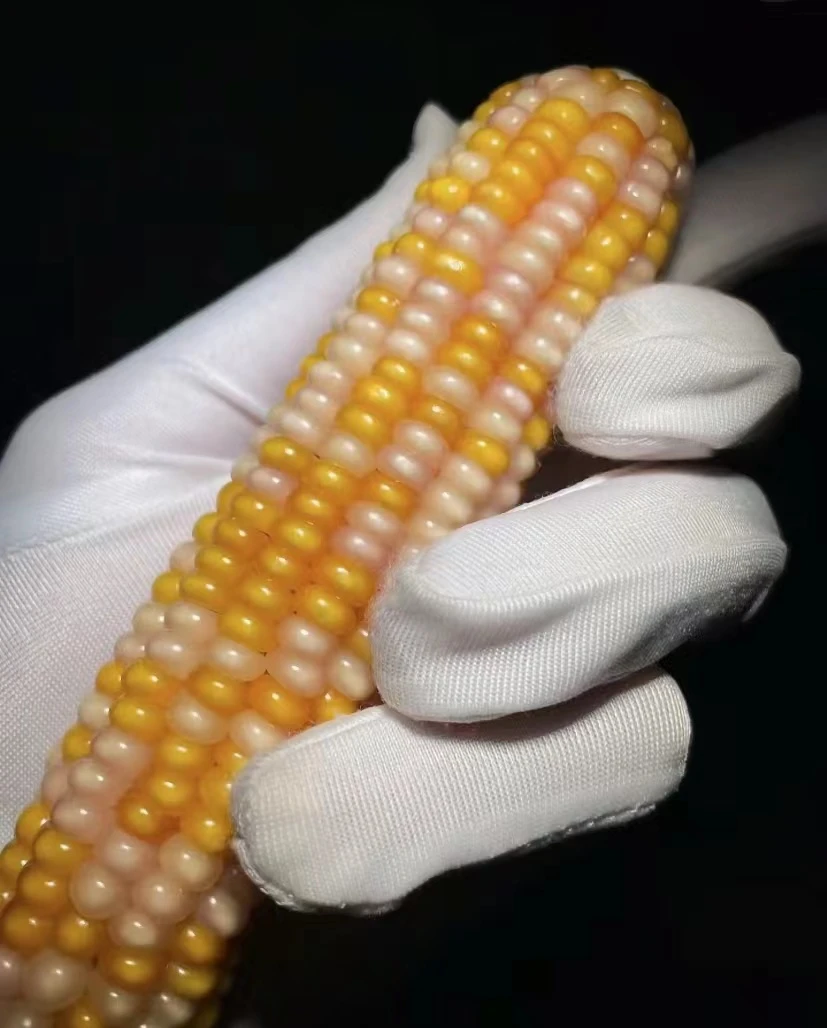 文玩玉米毛料链接（一物一拍）