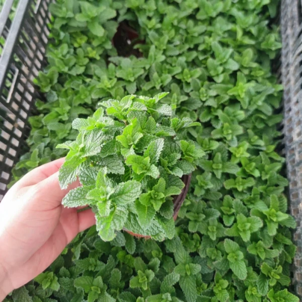 薄荷盆栽水培薄荷叶新鲜可食用迷迭香趣味植物室内绿植花卉新鲜草