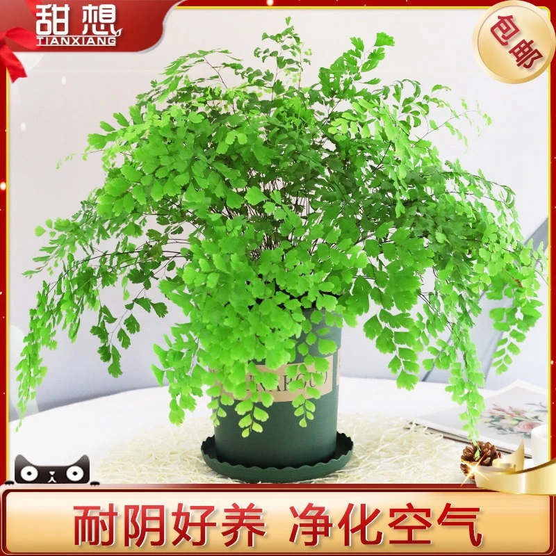 铁线蕨盆栽净化空气除甲醛绿植办公室植物耐阴好养四季常绿大盆栽