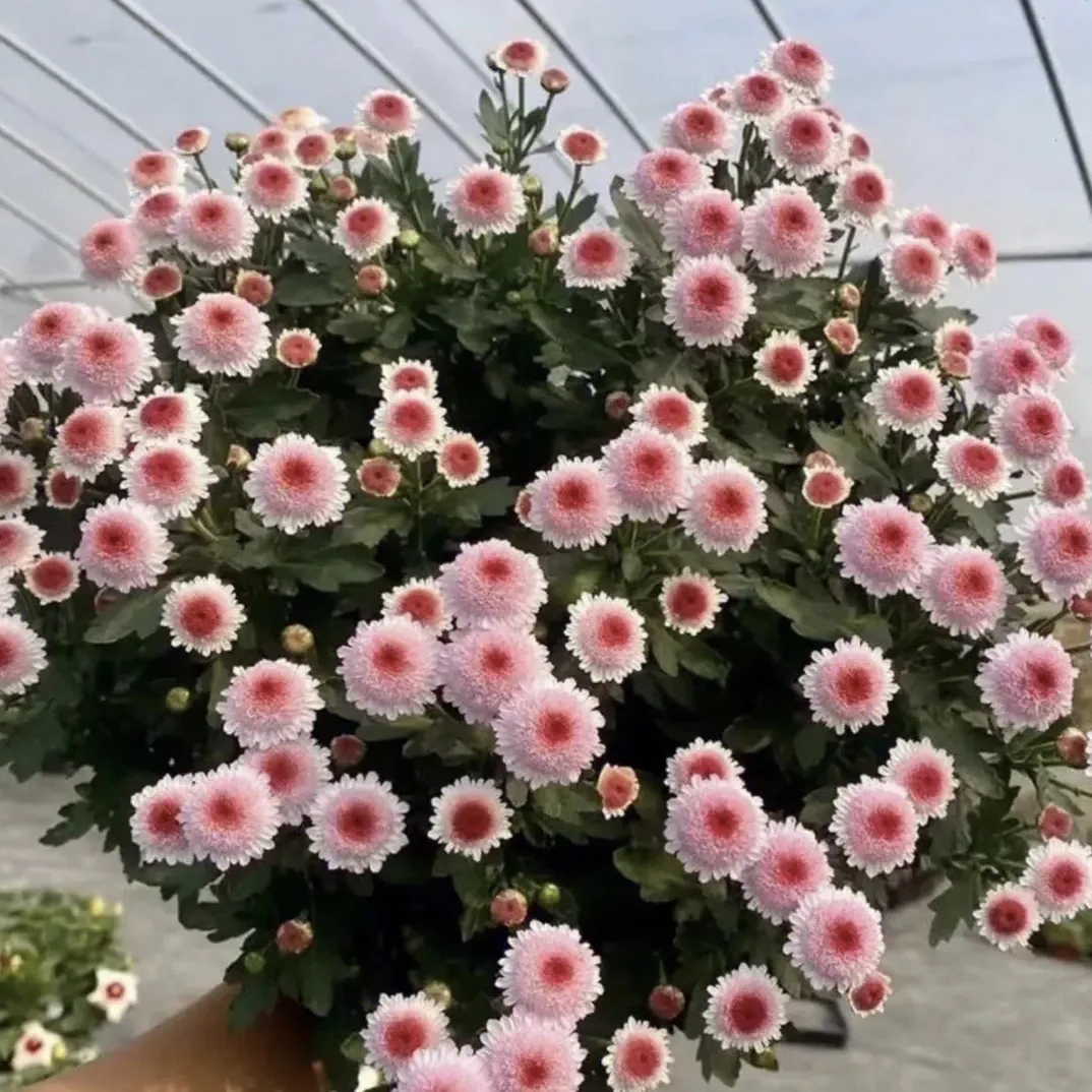 珠玉之卵Q弹可爱网红小雏菊多年生耐寒植物阳台庭院好养四季开花