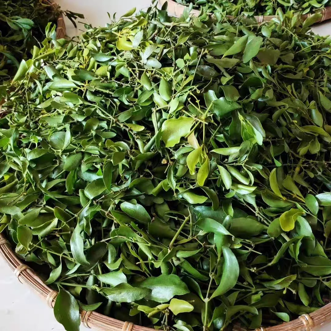 黄牙木黄牛木寄生