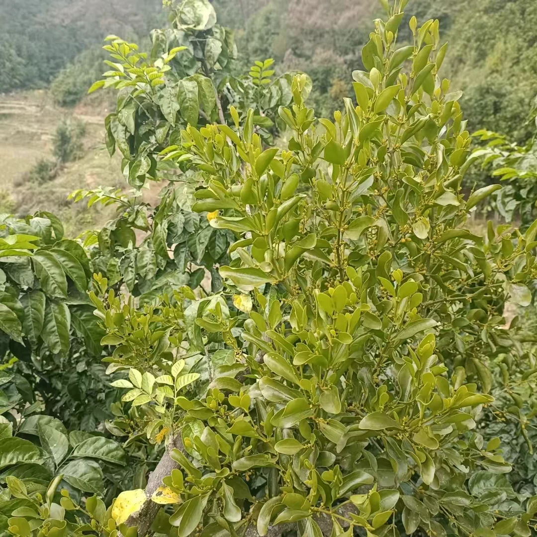 黄皮木老木寄生自然晒干