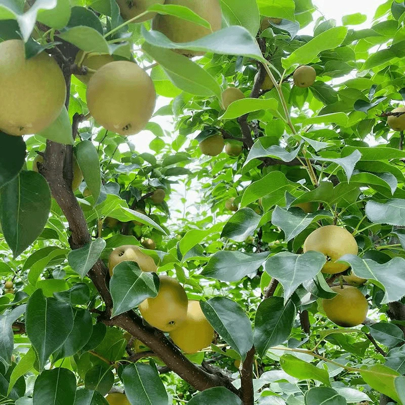 瑶山雪梨梨湘江源头水自家种植原生态梨子当季水果5斤