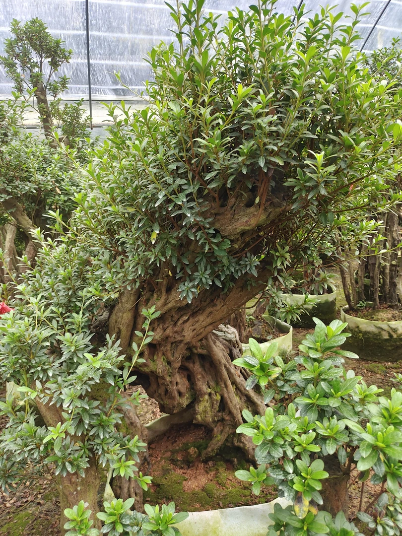 精品杜鹃老桩，基地直发，一物一拍