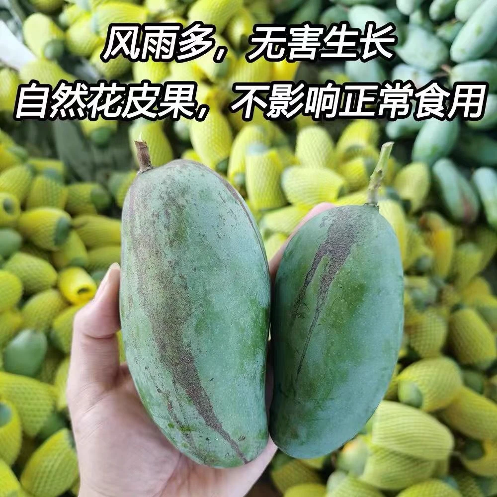 广西百色田东生态花皮桂七芒果现摘青皮香芒当季水果新鲜大果