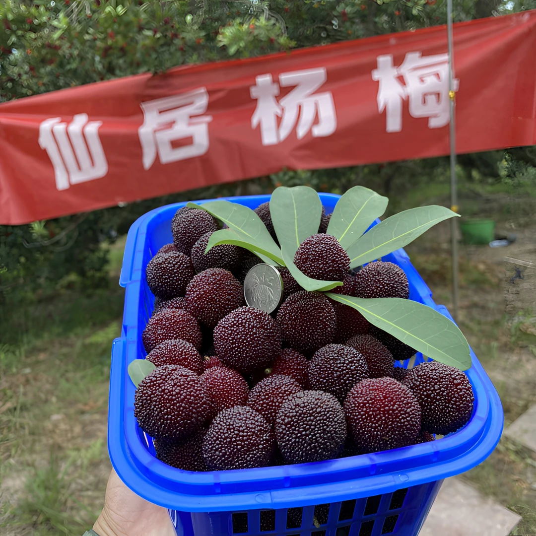 正宗仙居杨梅荸荠杨梅约6斤装当季新鲜采摘自然水果鲜甜真空包装