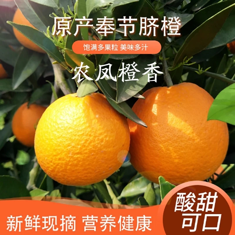 重庆奉节伦晚春橙当季水果现摘产地直发香甜多汁阳光橙