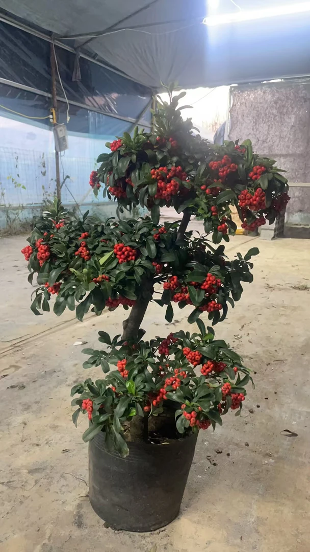 火棘盆景  一物一拍  所见即所得