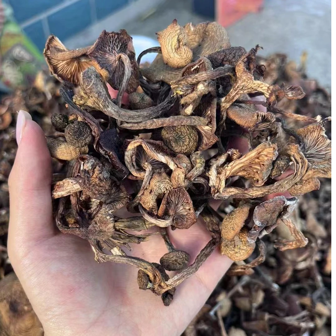 东北野生榛蘑黑龙江特产山货蘑菇干货土特产500g