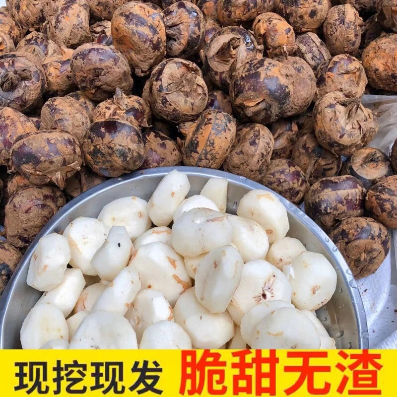 新鲜马蹄荸荠应当季水果蔬菜现挖带泥马蹄莲脆地栗梨饽荠