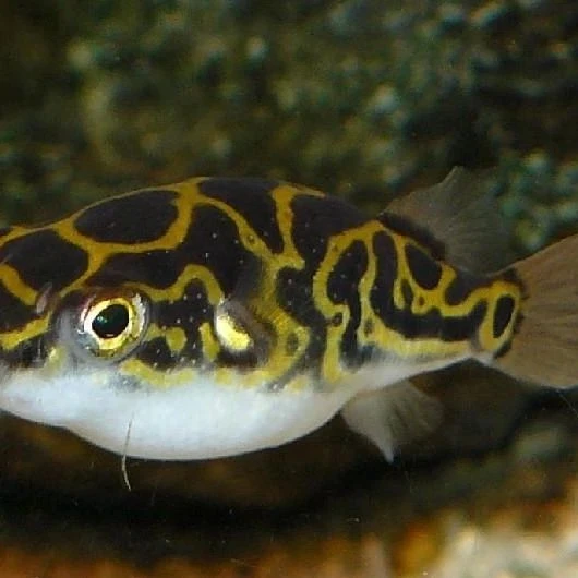 8字娃娃鱼会生气的鱼萌宠