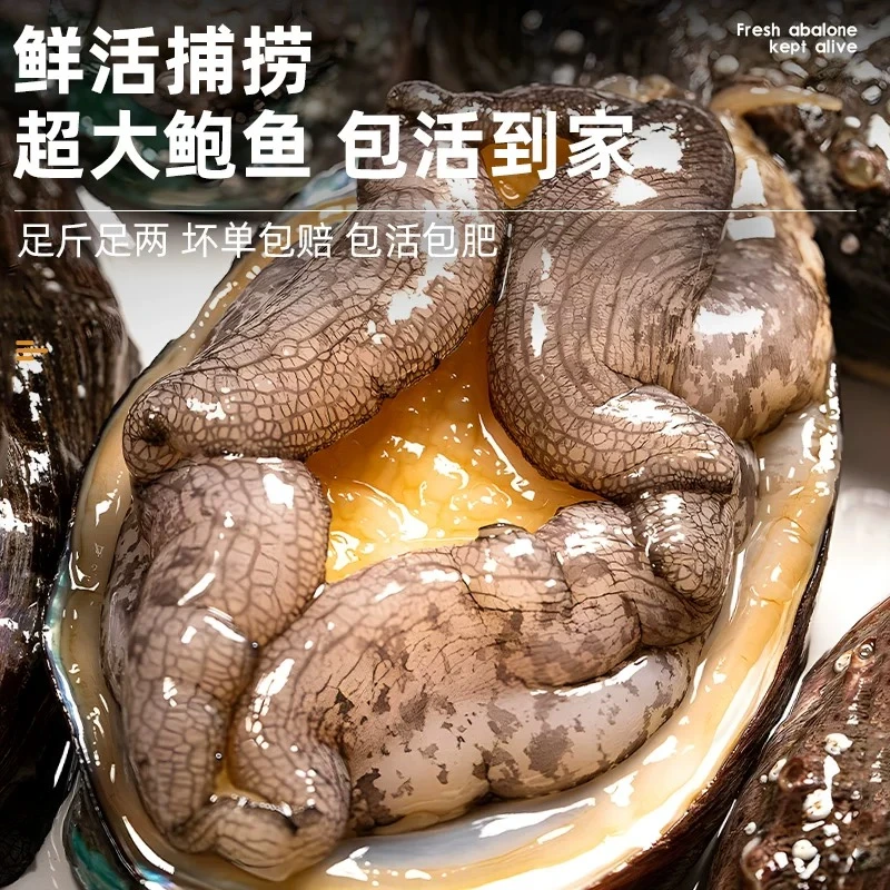 大连鲜活鲍鱼 1只（10个头的）