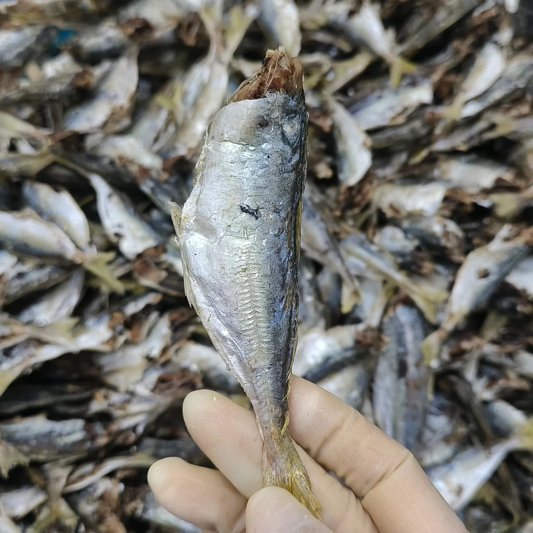 广东汕尾港巴浪鱼干  巴浪脯  去头去内脏日晒 淡甜不咸