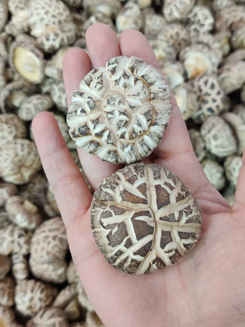 广东花菇 厚肉香味浓  口感酥嫩滑 农产品精选