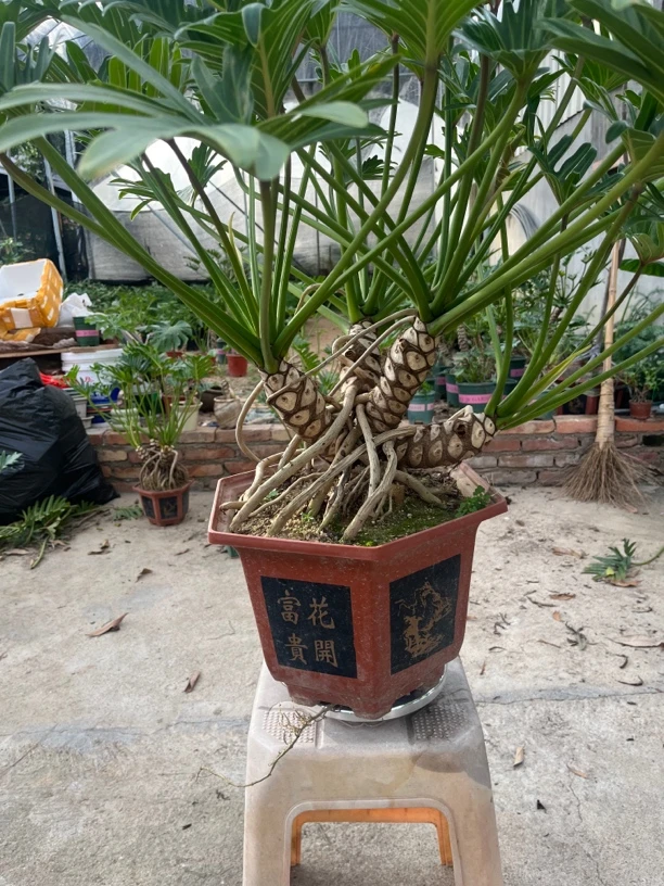 四杆希望小天使 四季平安 四季发财 事事如意 事事顺心 精品老桩