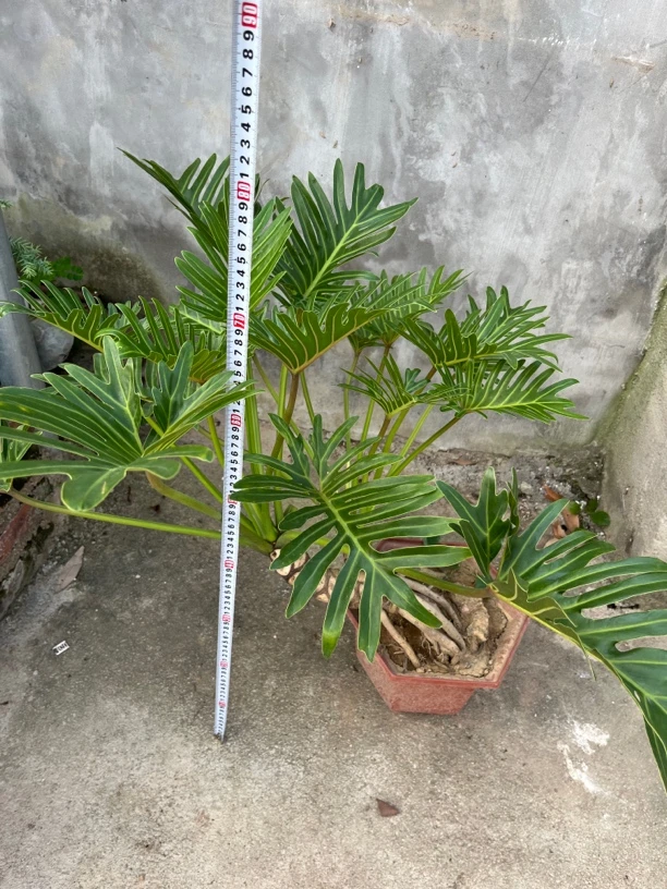 希望小天使 一年四季常青  净化空气  精品老桩  难得一见