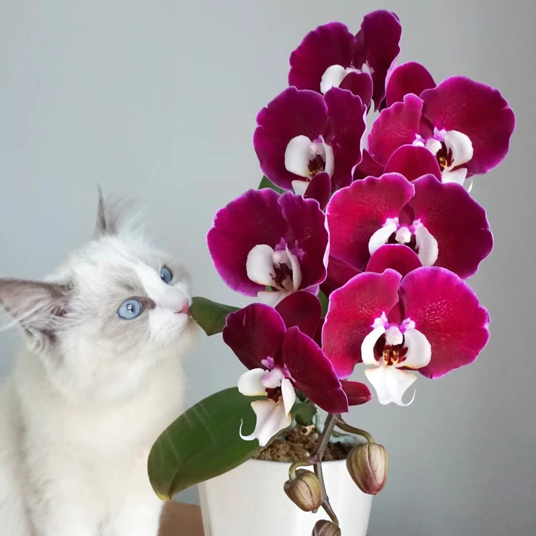 米歇尔蝴蝶兰苗包对版米歇尔3.5寸苗