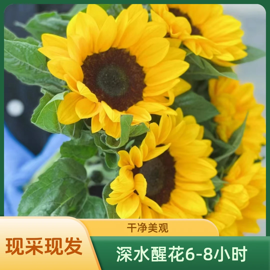 【向日葵】鲜花东北基地直发顺丰包邮向阳而生积极向上