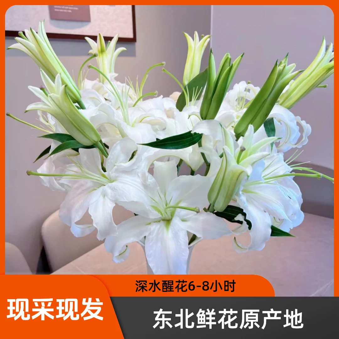 （西伯利亚）清香细尖花苞型百合鲜花东北基地直发顺丰包邮居家