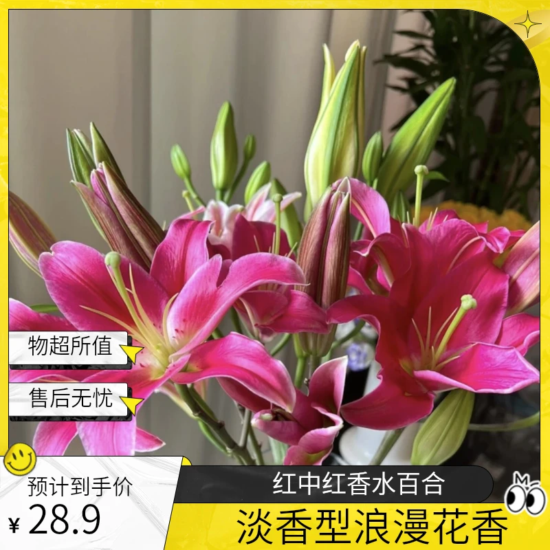 【红中红】淡香型香水百合东北基地直发唯美浪漫居家 鲜切花 顺丰