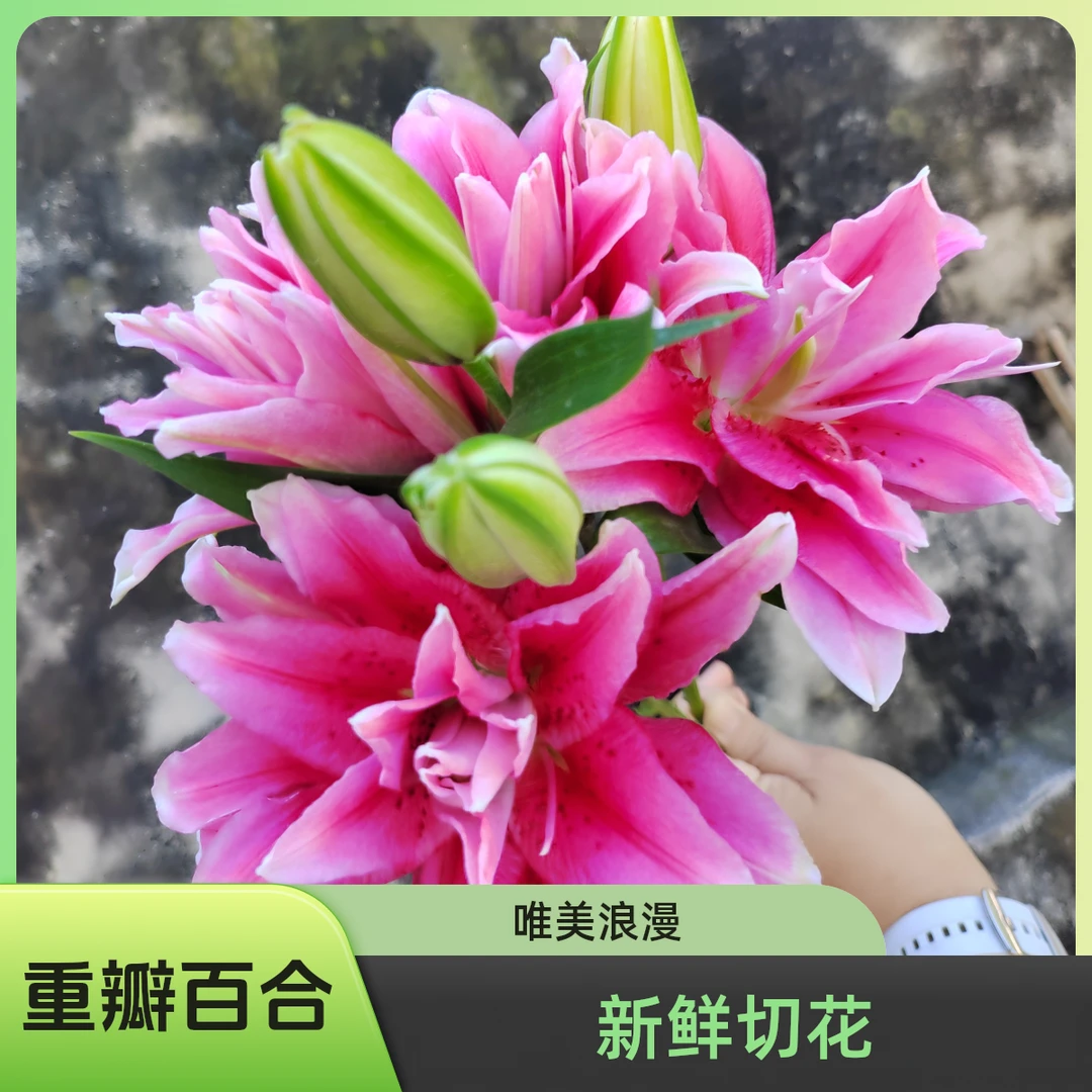 （塔琳娜）重瓣香水百合东北基地直发鲜切花唯美浪漫  顺丰包邮