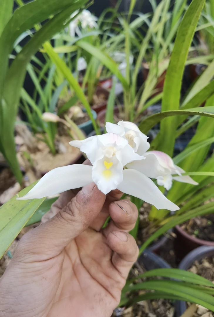 虎头兰11月29日临时专用链接