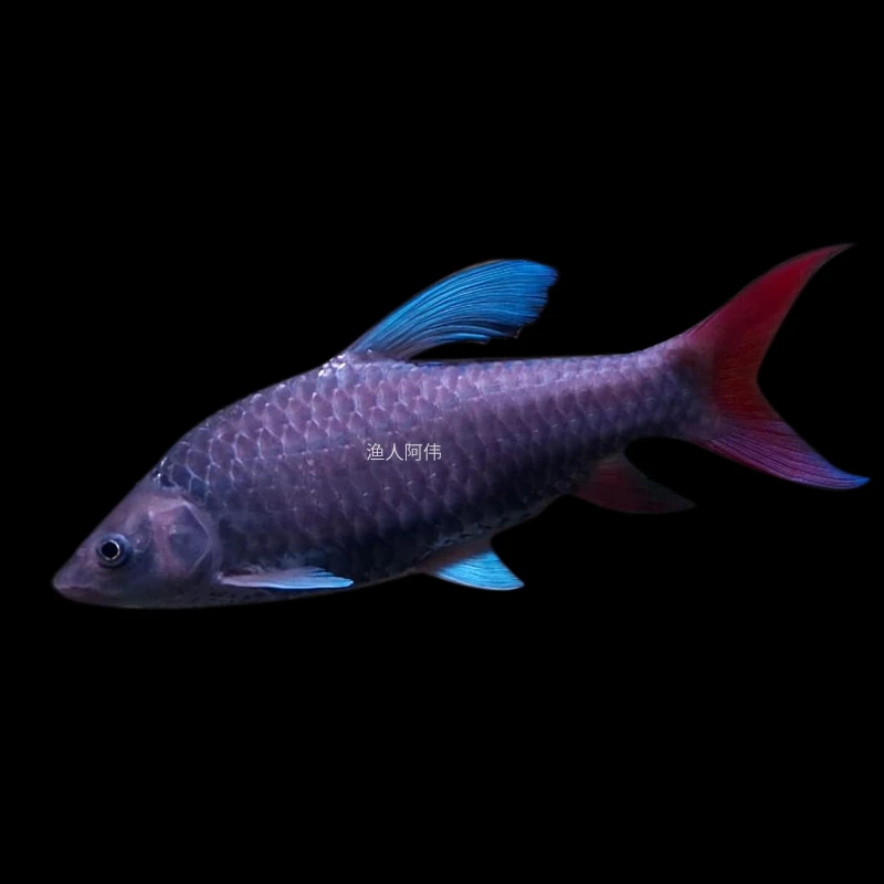渔人阿伟 非洲进口 坦桑尼亚 彩虹吉罗 黄鳍 蓝鳍吉罗鱼