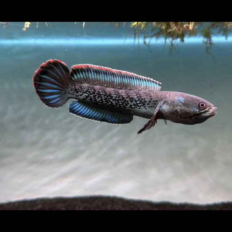 鬼王雷龙苗F1种鱼纯野生大帆大尾