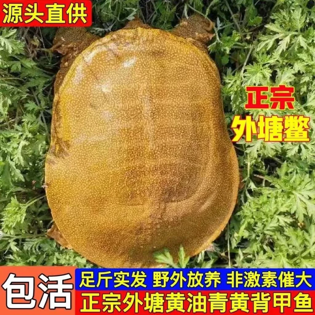 【正宗外塘甲鱼】黄油 生态黄甲鱼拍一发三 4.2-5斤包邮 包活到家