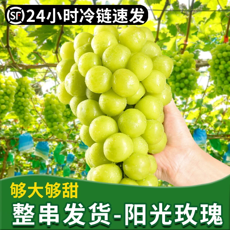 顺丰包邮阳光玫瑰葡萄晴王新鲜水果青提产地果园直发整箱发货 CCH
