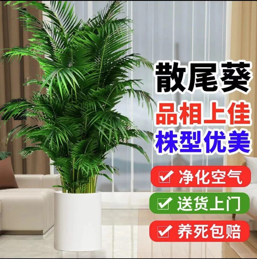 1.4-1.6m散尾葵又名透气室内室外办公室吸甲醛净化空气简约好养