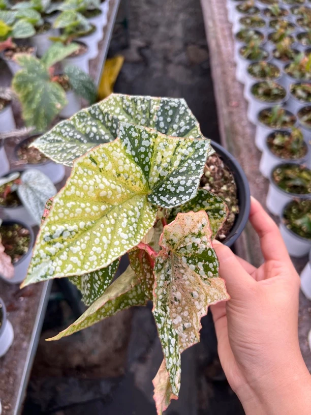 哆来咪 秋海棠合集 秋海棠链接