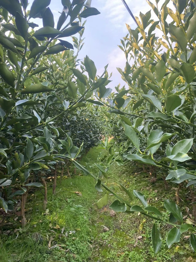 绿植花卉   一物一拍