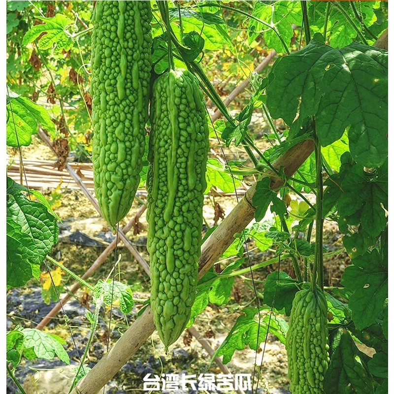 苦瓜苗秧疙瘩绿高产菜苗特大秧苗阳台四季春季盆栽绿宝苦瓜蔬菜苗