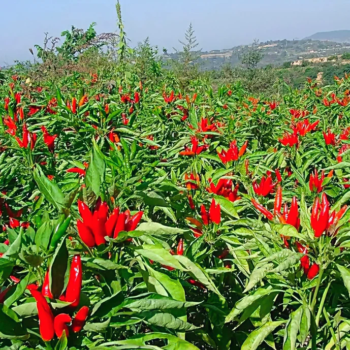 朝天椒种苗甜椒七彩辣椒牛角椒螺丝线椒魔鬼杭椒种子美人椒幼秧苗