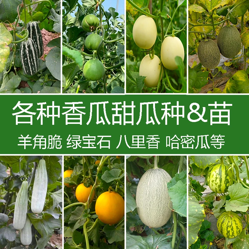香瓜种苗甜瓜秧新疆哈密瓜酥瓜小瓜羊角蜜脆香瓜绿宝石水果种子苗