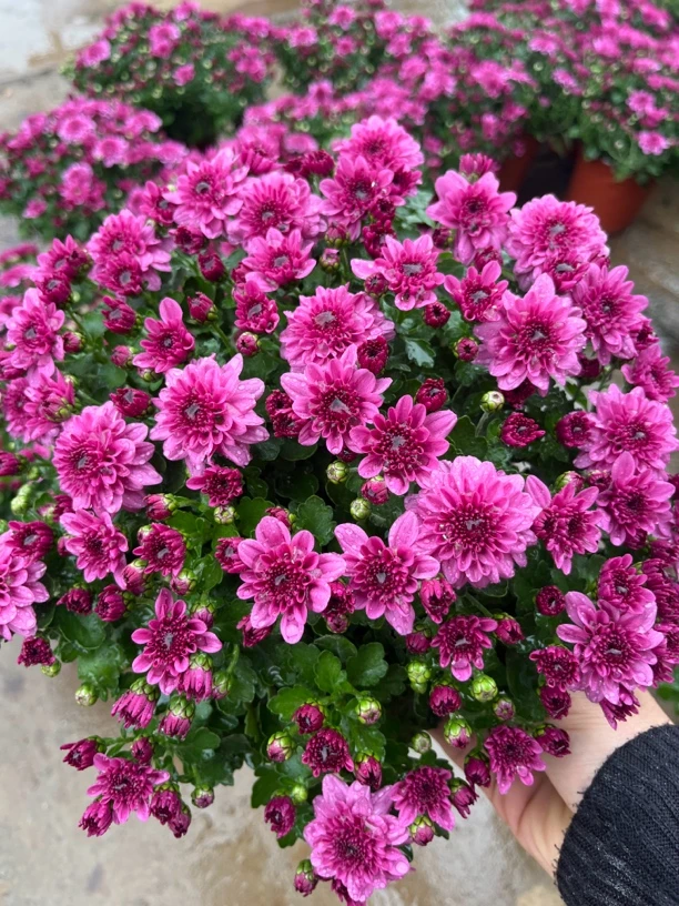 千头菊球菊盆栽耐寒耐热多年生四季开花爆盆