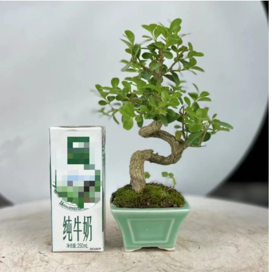 黄杨盆景釉质瓷（随机发货）