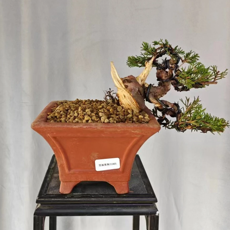 005号原生宫坂细鱼川柏树盆景、精品盆栽、3-5公分直径