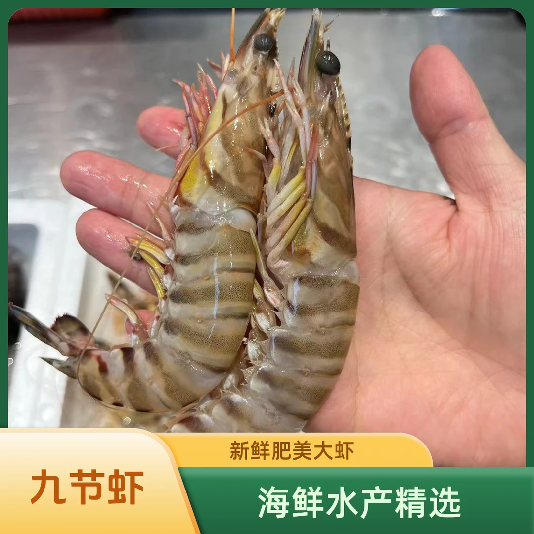 东海野生海捕九节虾 野生斑节虾 12条左右/斤