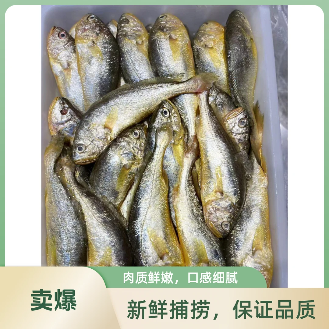 【甄选自营】东海野生细麟小黄花鱼四斤包邮