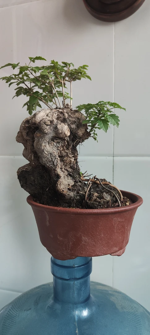 黄荆盆景熟桩