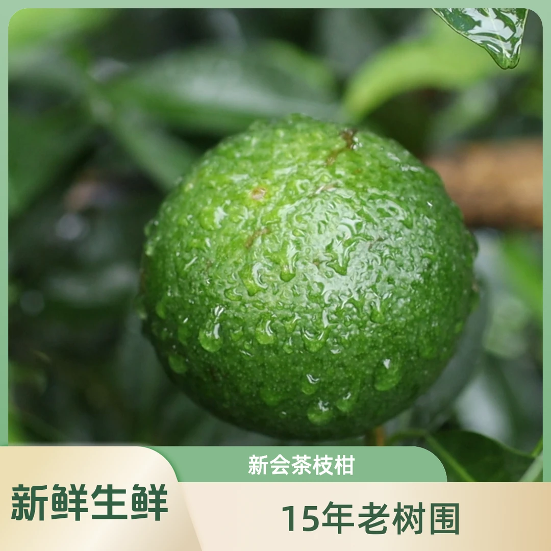 【茶坑老树圈枝青果】新会茶坑老树围自家果园直发老树围顺丰包邮