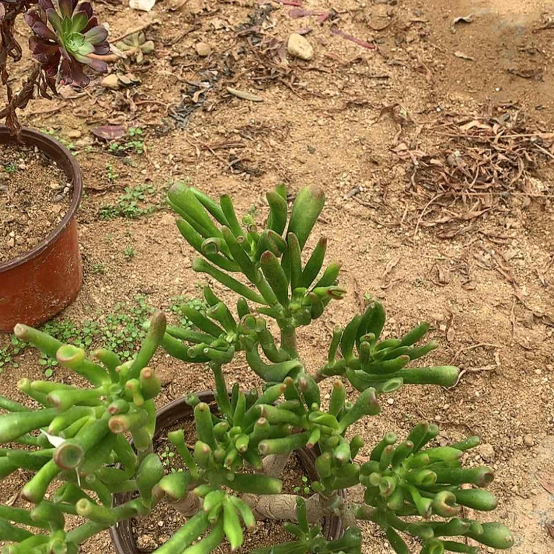 【闪购商品】372吸财树