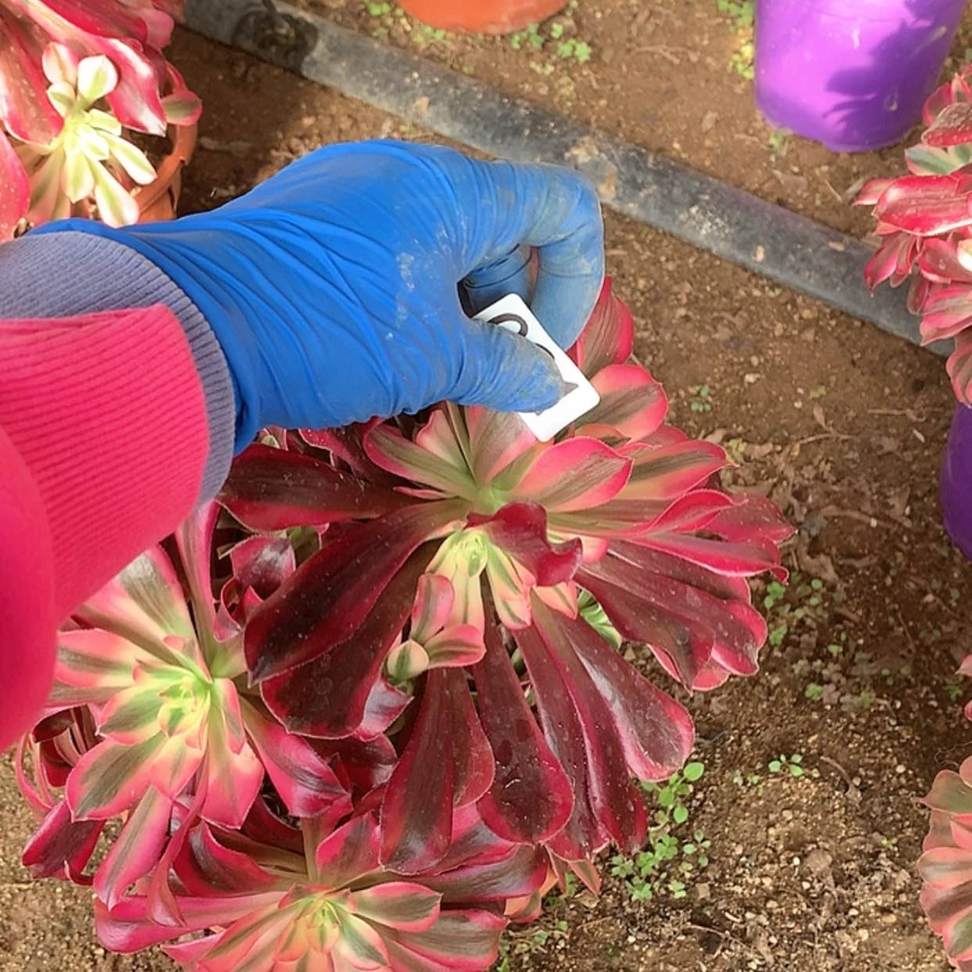 【闪购商品】91美杜莎