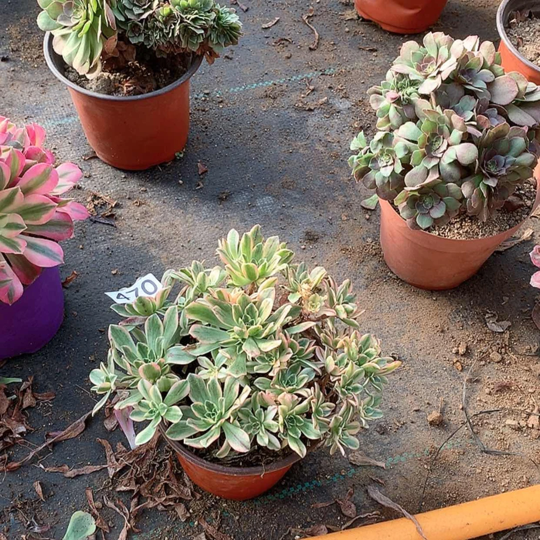 【闪购商品】470甜茶