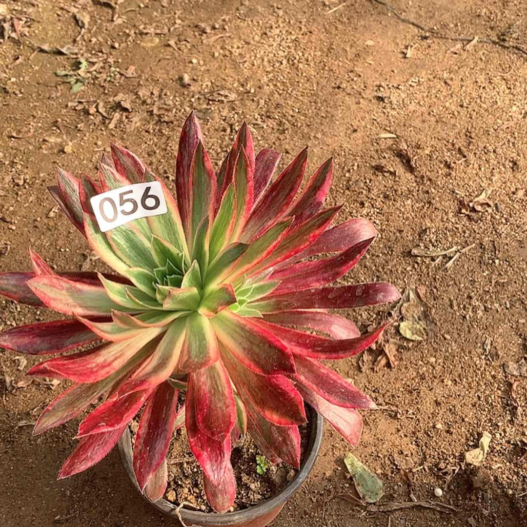 【闪购商品】56孔雀锦
