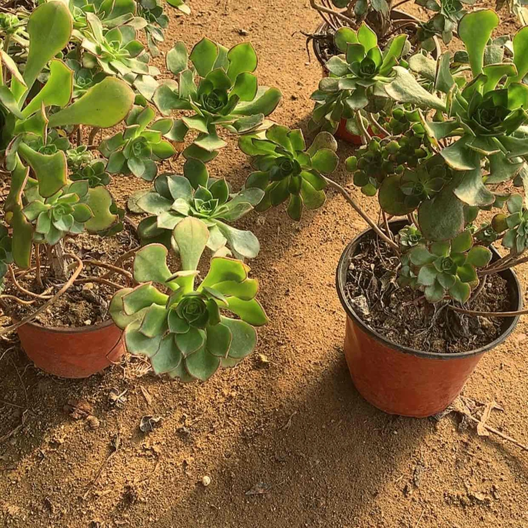 【闪购商品】青衣量妖桩